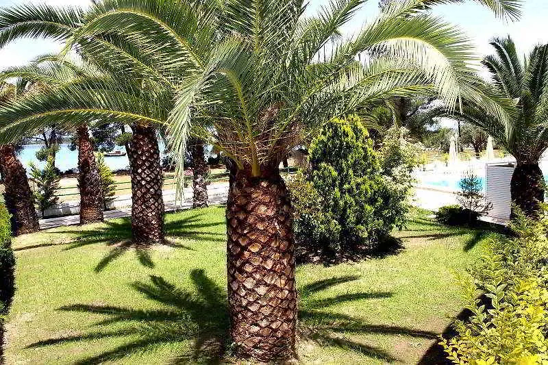 Hotel Rema Vourvourou